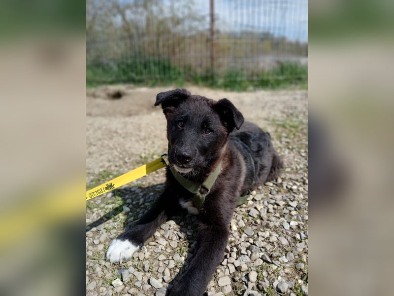 Fröhlicher Welpenjunge Buddy