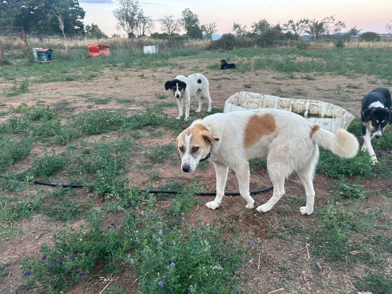 Justin - Ein junger Rüde auf der Suche nach seiner Familie