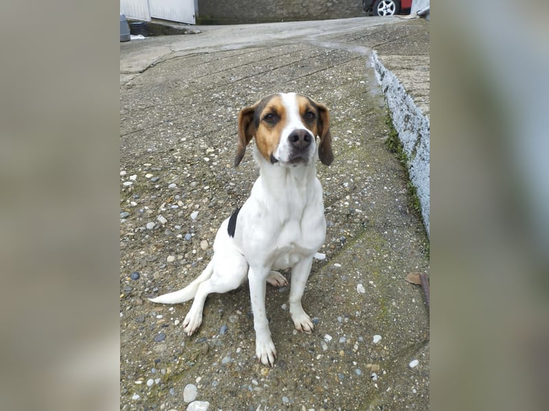 Ellie – die sanfte Hündin aus dem Tierschutz sucht ihr Zuhause