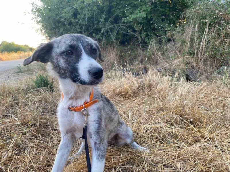 Lili sucht ihr Für-immer-Zuhause!