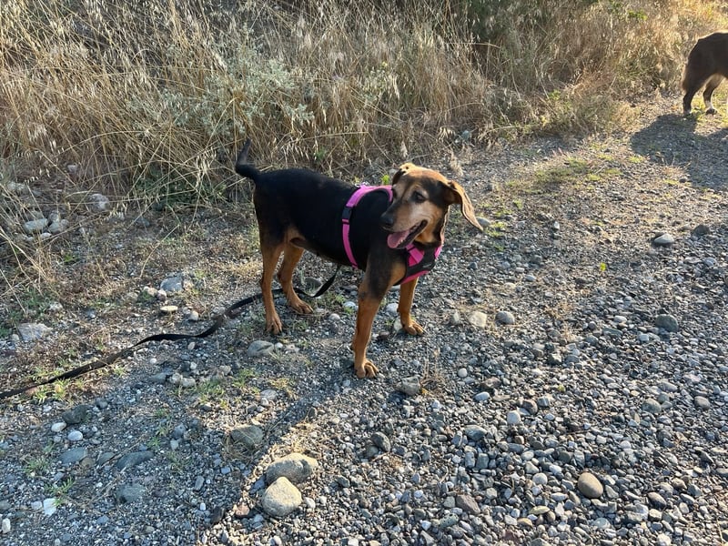 Laika – unsere süßeste kleine Seele sucht ihr Zuhause