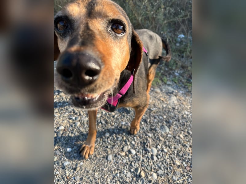 Laika – unsere süßeste kleine Seele sucht ihr Zuhause