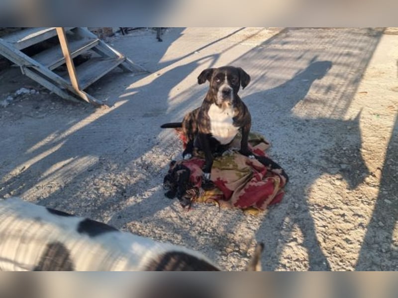 Alma – sanfte Hundeseele sucht ein liebevolles Zuhause für ihren Lebensabend