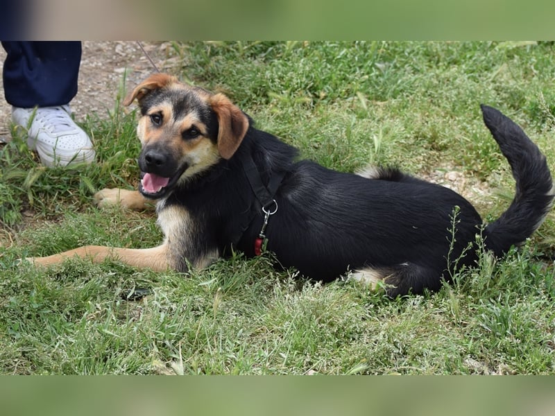 Roky - auf der Suche nach Geborgenheit