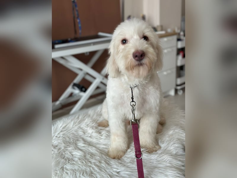 Dobby - ein Hundeherz voller Liebe sucht DICH