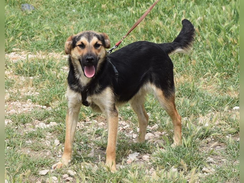 Roky - auf der Suche nach Geborgenheit