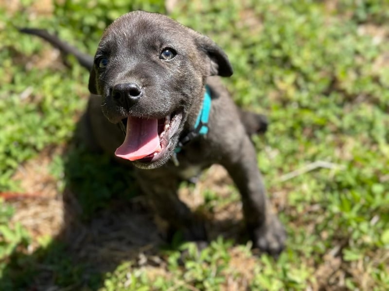 Zuckersüßer Riley sucht Familienanschluss.