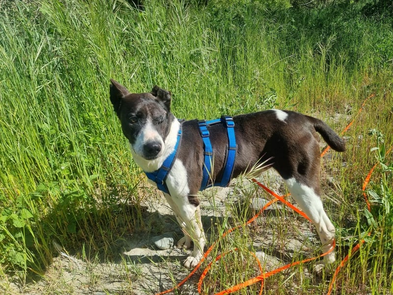 Ahoi – hier kommt Jack, der kleine Pirat auf vier Pfoten!