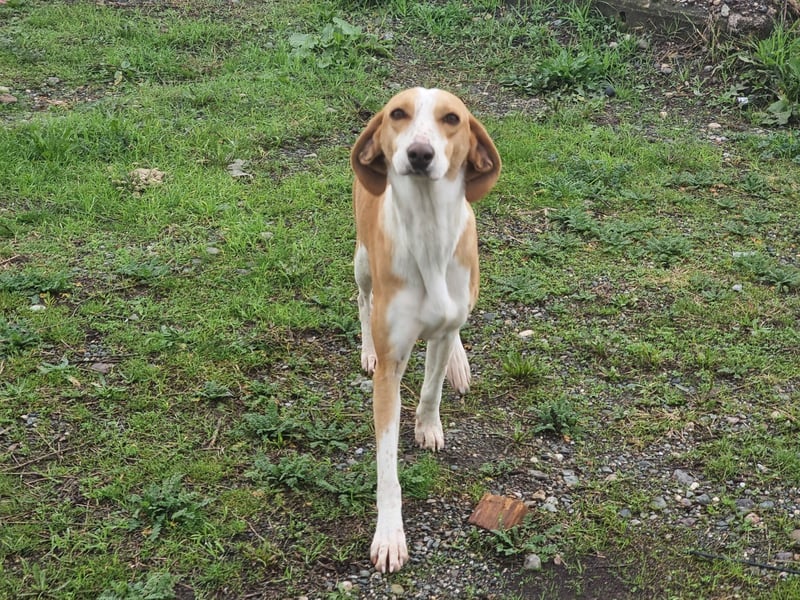 Shika – eine Seele zwischen Straße und Hoffnung