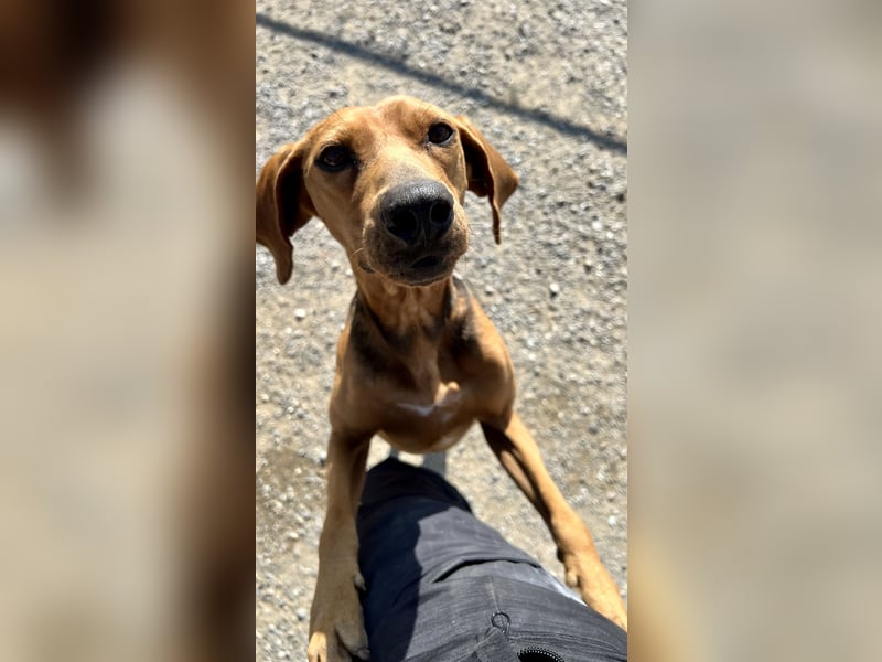 Bambi wartet auf sein Glück