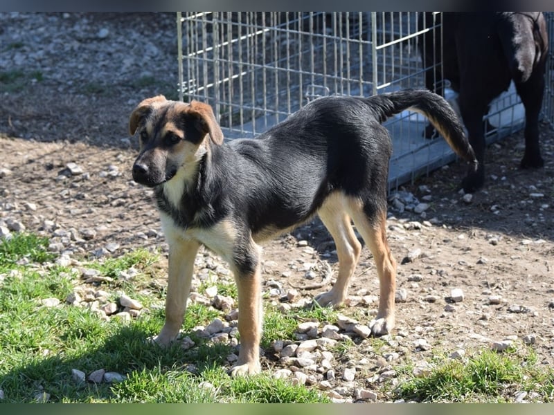Roky - auf der Suche nach Geborgenheit