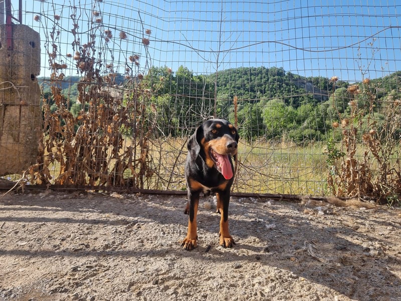 Lisa - liebe kleine Jagdhunddame sucht Dich