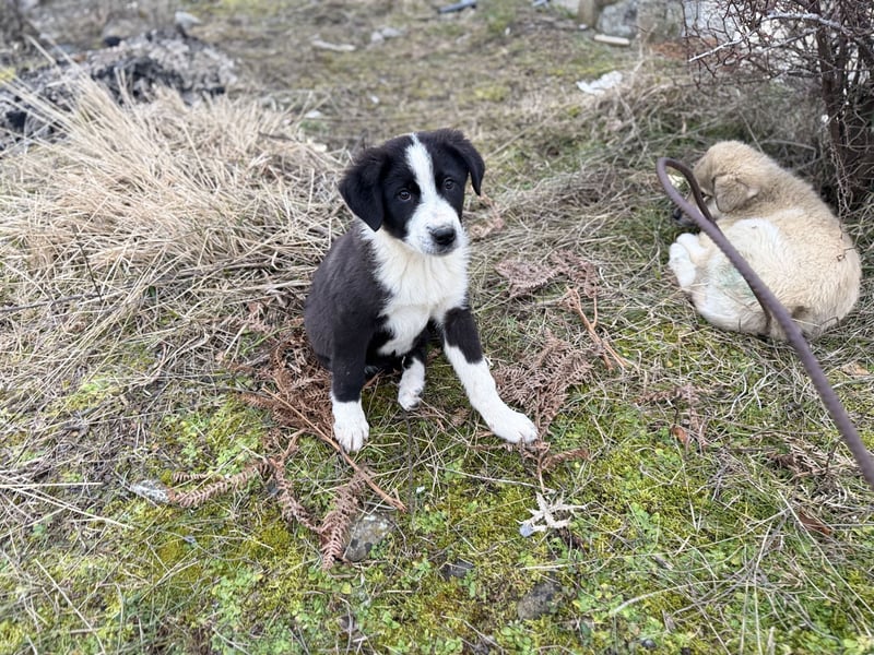 Meadow - wünscht sich eine Familie