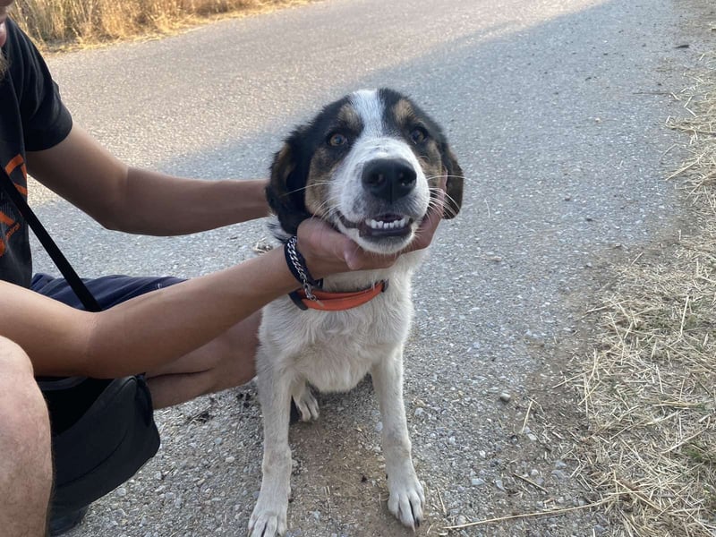 Rea – Fröhliches Hundemädchen sucht ein liebevolles Zuhause!