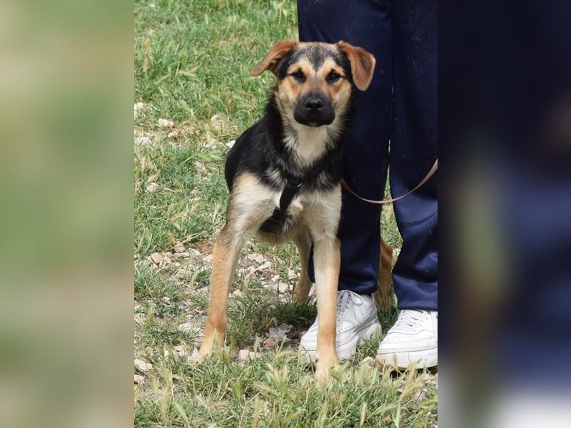 Roky - auf der Suche nach Geborgenheit