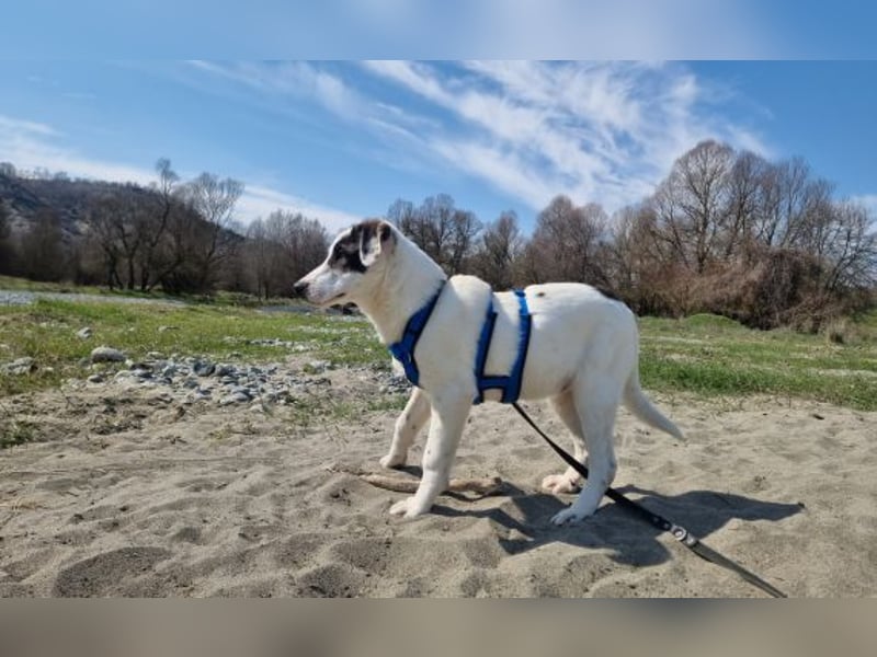 Charlie - ein Goldstück sucht seine Menschen