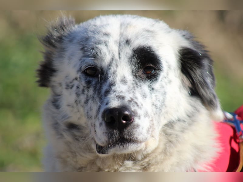 Pippa - wundervolle und zurückhaltende Hündin sucht ein Zuhause