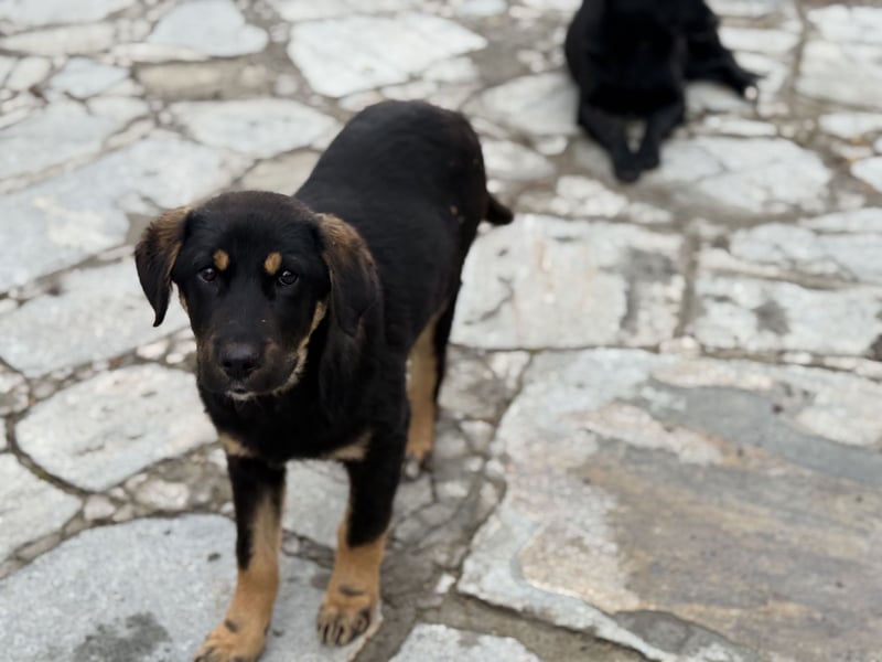 River sucht sein Für-Immer-Körbchen