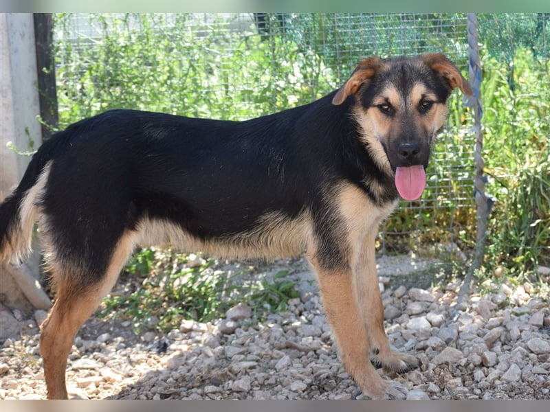 Roky - auf der Suche nach Geborgenheit