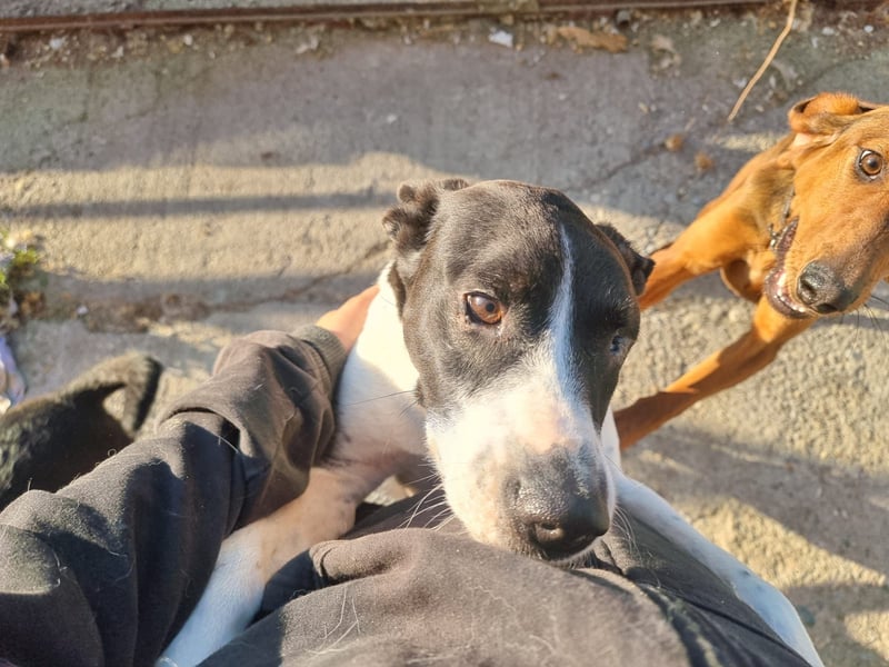 Kuschelprofi mit Abenteuerlust - das ist Jack!