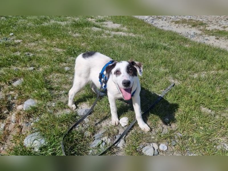 Charlie - ein Goldstück sucht seine Menschen