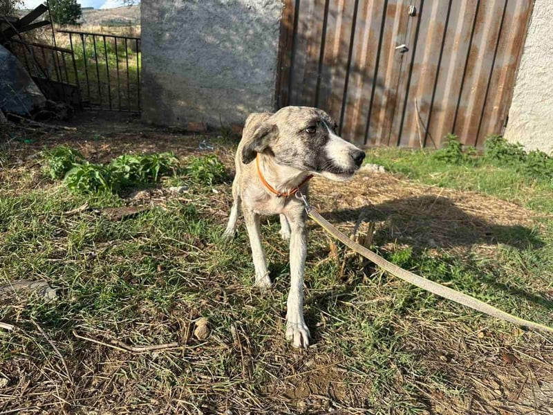 Lili sucht ihr Für-immer-Zuhause!