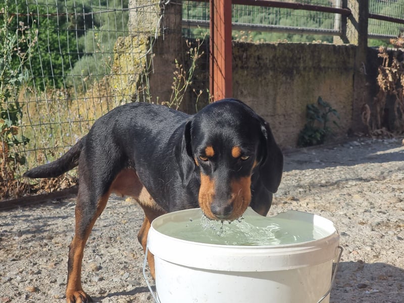 Lisa - liebe kleine Jagdhunddame sucht Dich