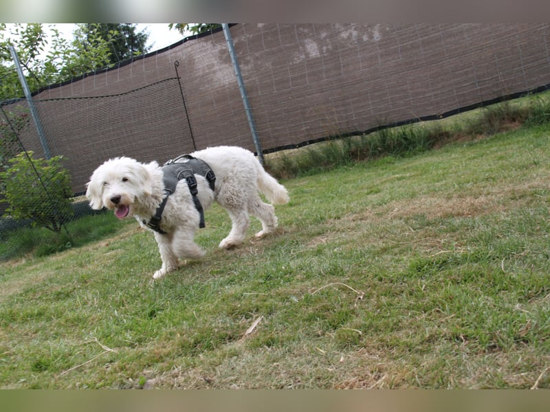 Dobby – sucht Menschen mit Hundeerfahrung und einem großen Herzen