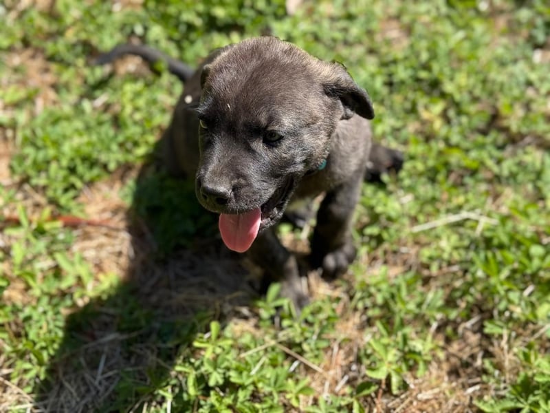 Zuckersüßer Riley sucht Familienanschluss.