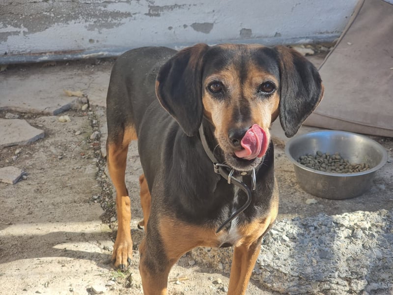 Laika, ein Herz aus Gold, sucht ihren Menschen