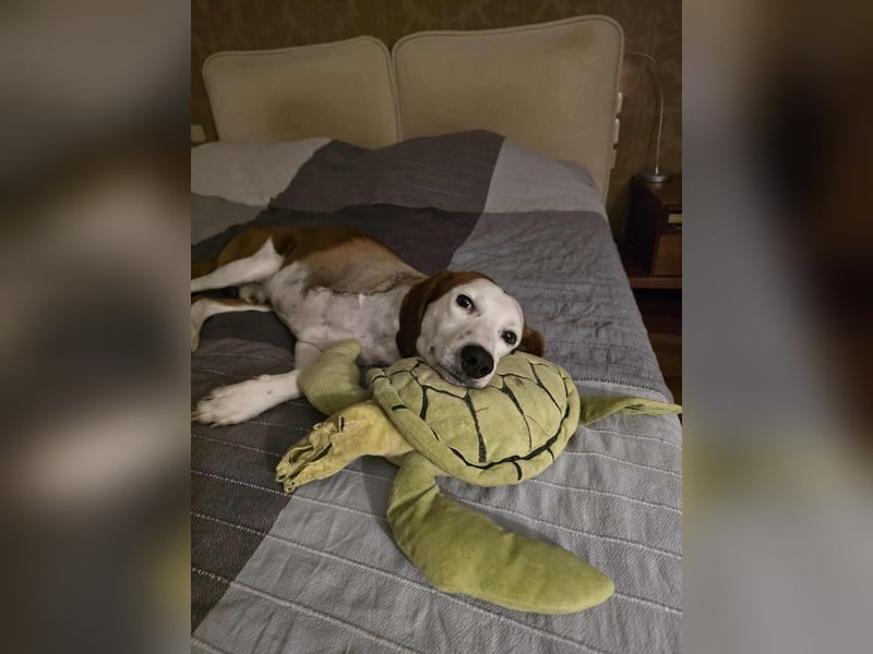 Arni - unser tapferer Kämpfer sucht sein großes Glück