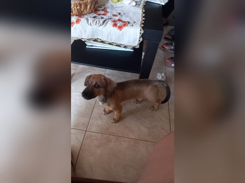 Beany - ein kleines Wunder sucht ihr Glück