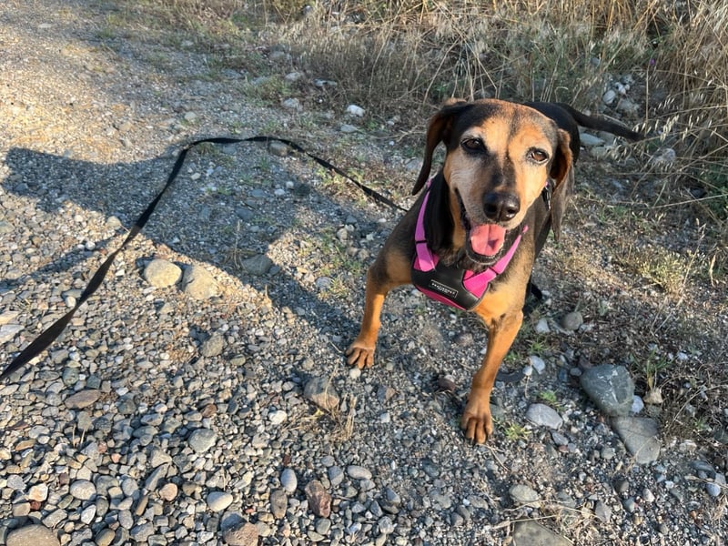 Laika – unsere süßeste kleine Seele sucht ihr Zuhause