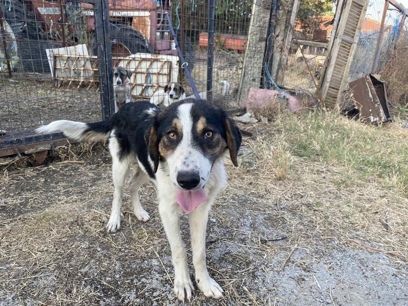 Rea – Fröhliches Hundemädchen sucht ein liebevolles Zuhause!