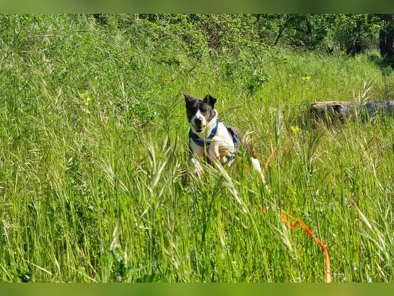 Ahoi – hier kommt Jack, der kleine Pirat auf vier Pfoten!