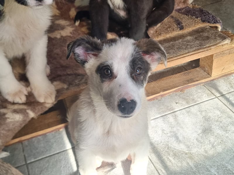 Charlie - ein Goldstück sucht seine Menschen