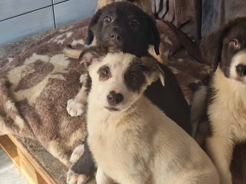 Charlie - ein Goldstück sucht seine Menschen