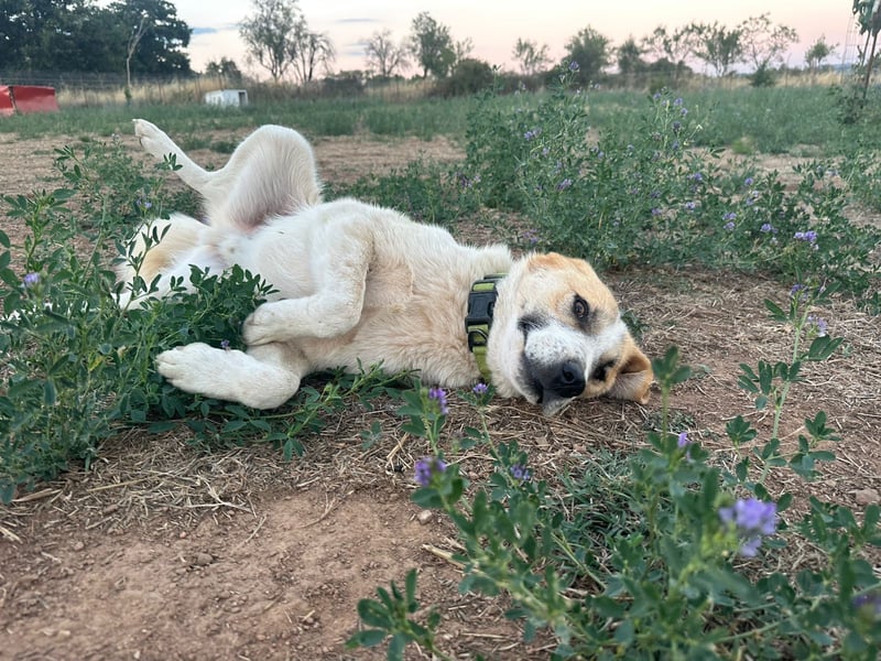 Justin - Ein junger Rüde auf der Suche nach seiner Familie