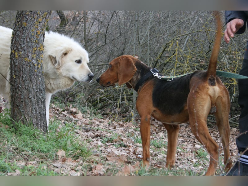 Bambi wartet auf sein Glück
