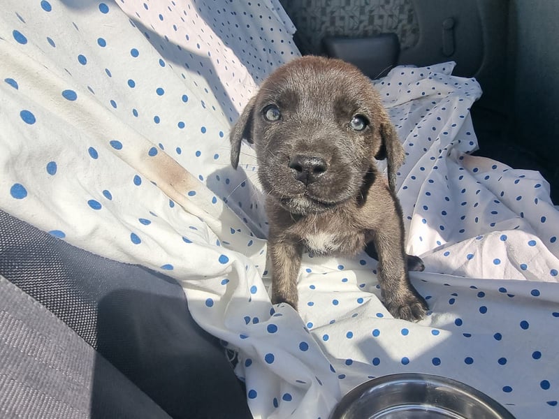 Zuckersüßer Riley sucht Familienanschluss.