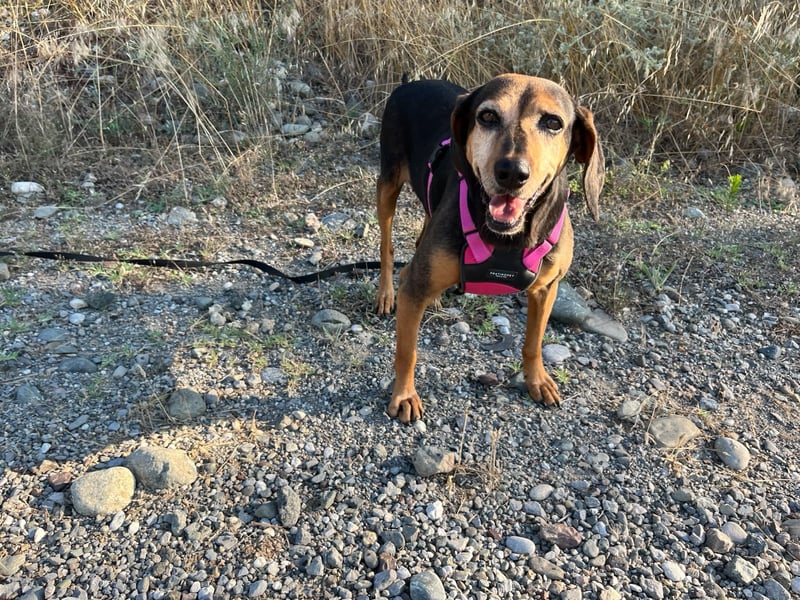 Laika – unsere süßeste kleine Seele sucht ihr Zuhause