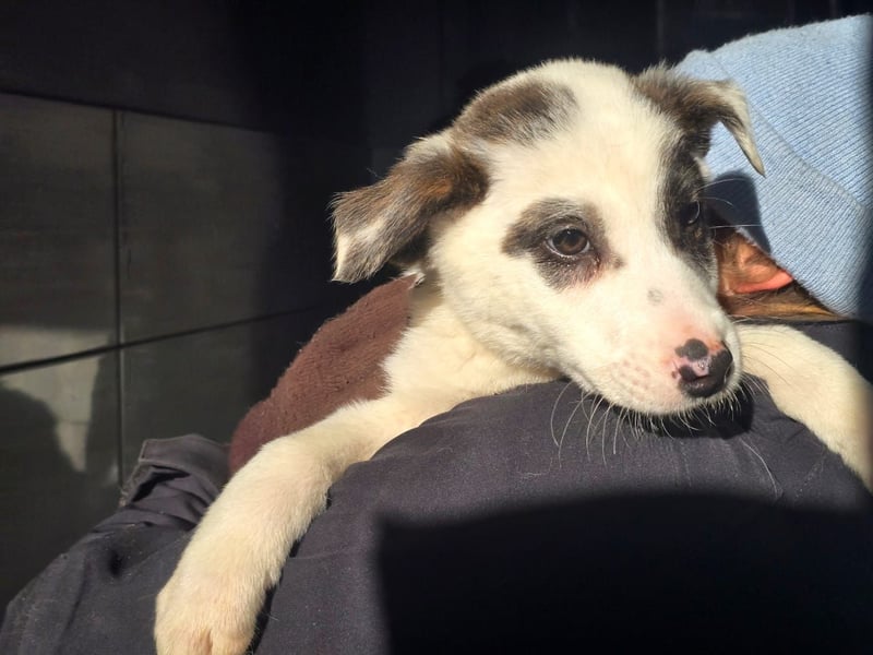 Charlie - ein Goldstück sucht seine Menschen