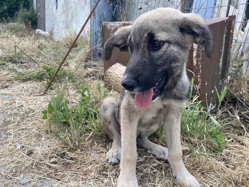 Bobos - ein lieber Schatz
