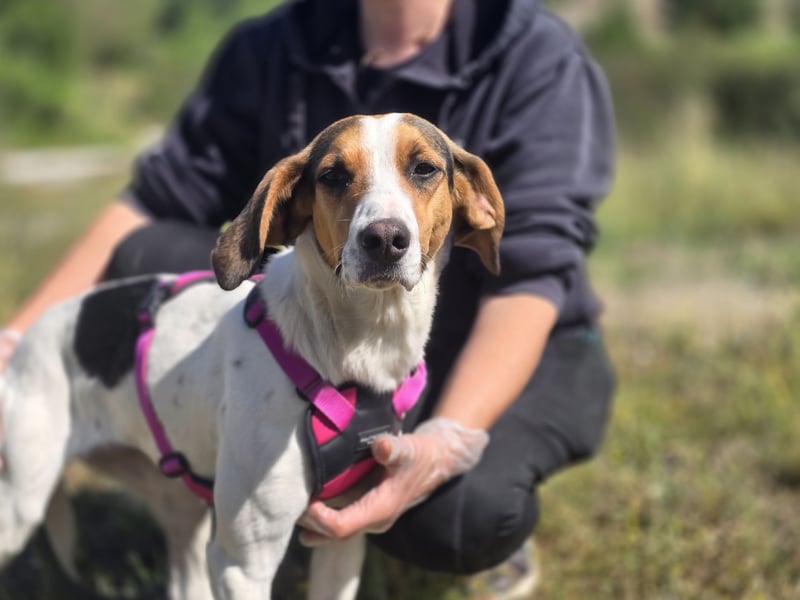 Ellie - mit einem Lächeln auf vier Pfoten