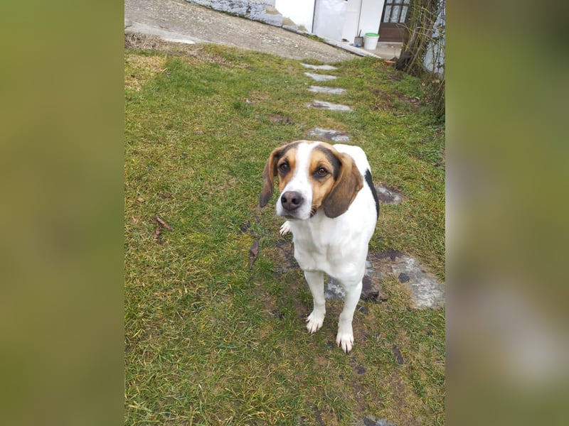 Ellie – die sanfte Hündin aus dem Tierschutz sucht ihr Zuhause