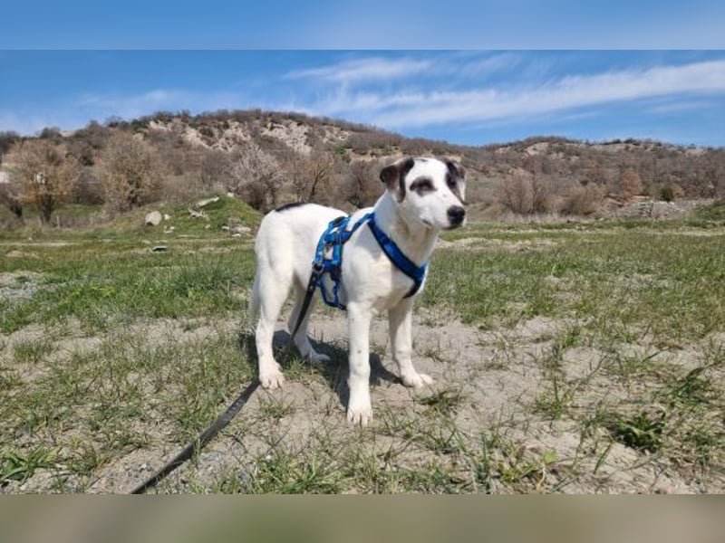 Charlie - ein Goldstück sucht seine Menschen