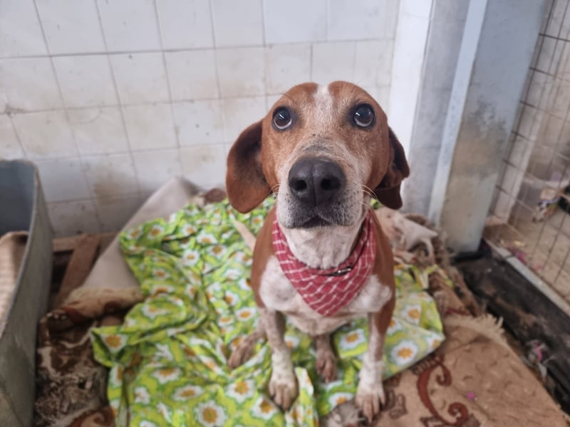Carlo- Ein echter Seelenhund auf der Suche nach Geborgenheit
