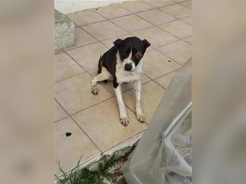 Jack - Lebensfreude pur trotz Handicap