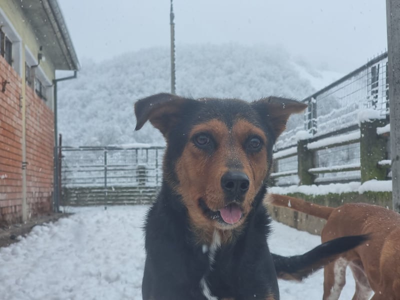 Cora - eine fröhliche Labrador-Seele auf der Suche nach ihrem Zuhause