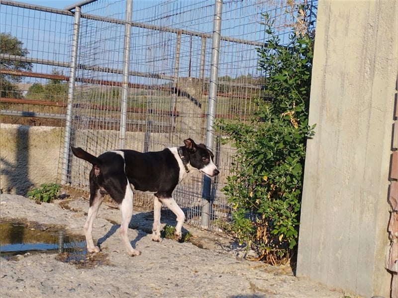 Jack - Lebensfreude pur trotz Handicap